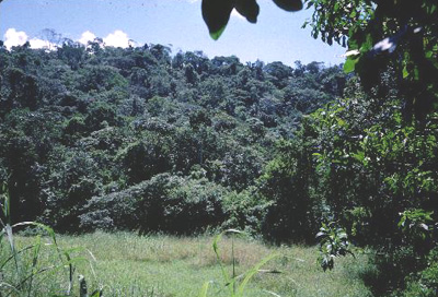 Serra-grande--perambuco-interior-forest--perambuco--brazil.jpg