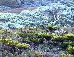 250px-Gough island.jpg