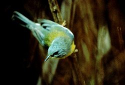 250px-Tropical parula.jpg