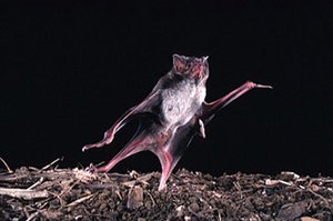 300px-Vampire bat (Desmodus rotundus).jpg