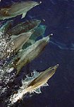 150px-Atlantic Spotted Dolphin.jpg