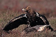 With only 150 pairs in the wild, the Spanish imperial eagle (Aquila adalberti, EN), is one of the rarest birds of prey.Endemic to the Southwestern Mediterranean, was formerly found in Morocco and over much of the Iberian Peninsula, the species is now found only in Spain and its numbers and range are still declining. (Source: Photograph by Francisco Márquez)