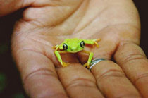 210px-Frog species, Bocas del Toro, Panama.jpg