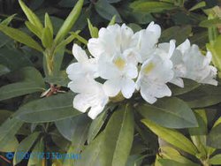 250px-Rhododendron.JPG