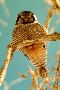 300px-Na0416 hawk owl minn.jpg