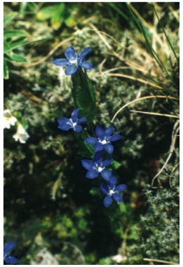 Fig10 5 snow gentian.JPG