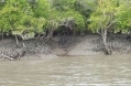 Sundarban mangrovevmalik.jpg