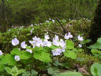 200px-Oxalis.jpg