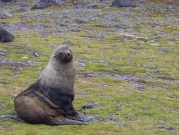 260px-Antarctic Fur Seal 1.jpg