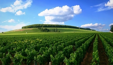 640px-weinberg-cote-de-nuits.jpg