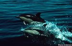 150px-Common dolphin.jpg