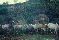 200px-Agricultural expansion-forests.jpg