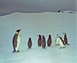 250px-Emperor Penguin7.jpg