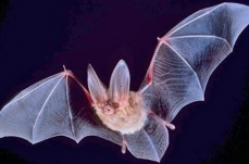 Wind turbine bat mortality
