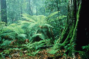 300px-Australia - Central Eastern Rainforest Reserve floor.jpg
