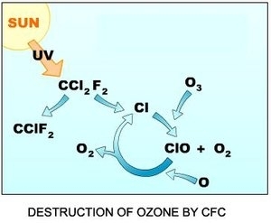 300px-Ch16 Destruction of Ozone by CFC.JPG.jpeg