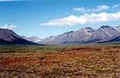 174px-Beringia Upland Tundra 3.jpg