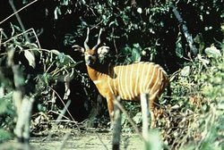 250px-Bongo (Tragelaphus euryceros), Garamba National Park, Democratic Republic of the Congo.jpg