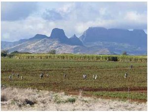 300px-Sugar cane fields, mauritius.JPG