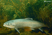 180px-Atlantic salmon picture source usfws via maine department of inland fisheries and wildlife.jpg