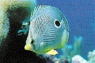Foureye butterflyfish. Source: Reef Fish Identification, New World Publications © 1994