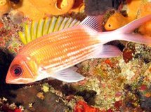 215px-Squirrelfish.jpg