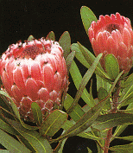 153px-Protea occidentalis.gif