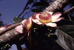 250px-GustaviaSuperba Flower.jpg