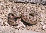 160px-Heterodon nasicus.jpg