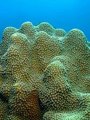 180px-Star coral florida keys photo credit george cathcart source noaa.jpg