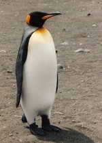 150px-King Penguin3.jpg