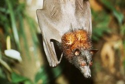 250px-Flying fox.jpg