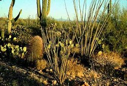 250px-Sonoran desert 1.jpg