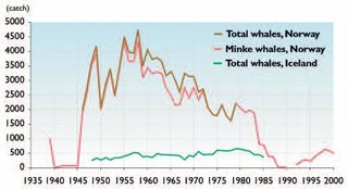 320px-Figure11.12 commercial whale harvest norway.JPG
