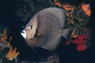 197px-Gray angelfish.jpg