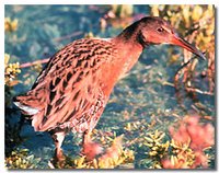 200px-Tijuana River Reserve bird.jpg