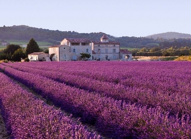 640px-lavender-field.jpg