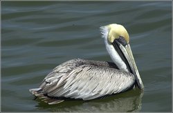 250px-Pelecanus occidentalis.jpg