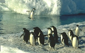 300px-Antarcticapenguins.gif