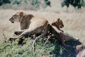 300px-Lions (Panthera leo), Tanzania.jpg