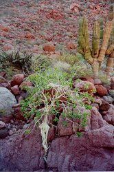 250px-Gulf of California Xeric Scrub 1.jpg