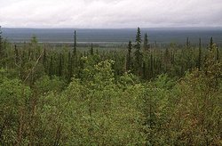 250px-Northwest Territories taiga 1.jpg