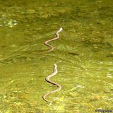 160px-Blotched water snake.jpg