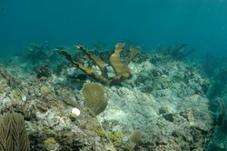 250px-Shallow reef habitat in St. John.jpg