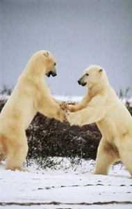 300px-Polar bear.jpg