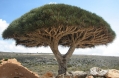 Socotra dragon tree.JPG