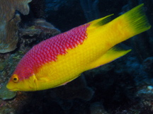 Spanish hogfish.jpg