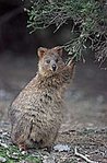 149px-Quokka.jpg