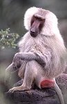 149px-Sacred baboon.jpg