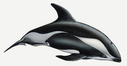 260px-Hourglass dolphin.jpg